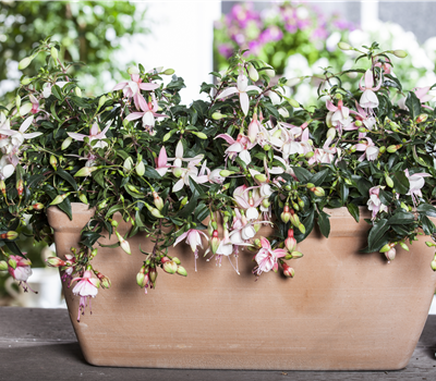 Fuchsia Hybride Fuchsia Hybride