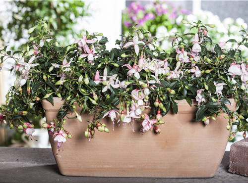 Fuchsia Hybride Fuchsia Hybride