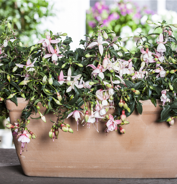 Hängende Fuchsie Hängende Fuchsie