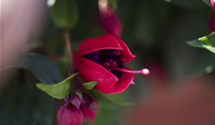 Hängende Fuchsie Hängende Fuchsie
