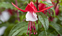 Hängende Fuchsie Hängende Fuchsie