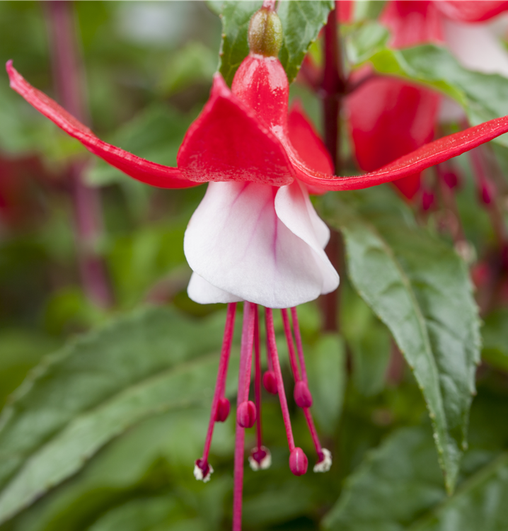 Hängende Fuchsie Hängende Fuchsie