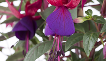 Hängende Fuchsie Hängende Fuchsie