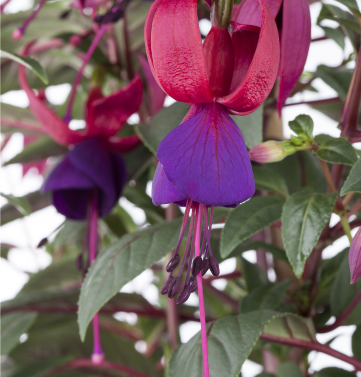 Hängende Fuchsie Hängende Fuchsie
