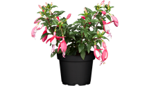 Hängende Fuchsie Hängende Fuchsie