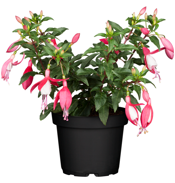 Hängende Fuchsie Hängende Fuchsie