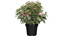 Hängende Fuchsie Hängende Fuchsie