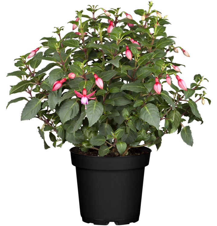 Hängende Fuchsie Hängende Fuchsie
