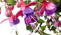 Hängende Fuchsie Hängende Fuchsie