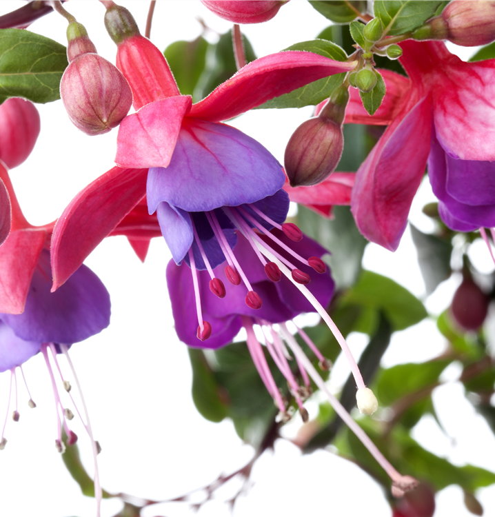 Hängende Fuchsie Hängende Fuchsie