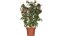 Hängende Fuchsie Hängende Fuchsie