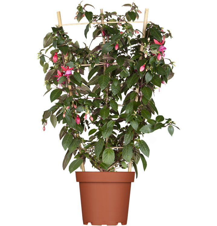 Hängende Fuchsie Hängende Fuchsie