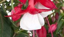 Hängende Fuchsie Hängende Fuchsie