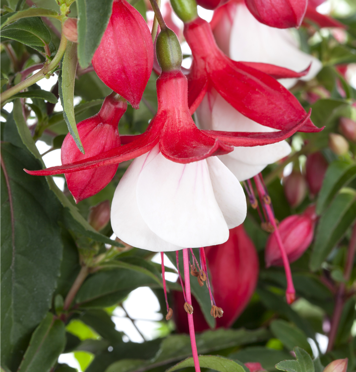 Hängende Fuchsie Hängende Fuchsie