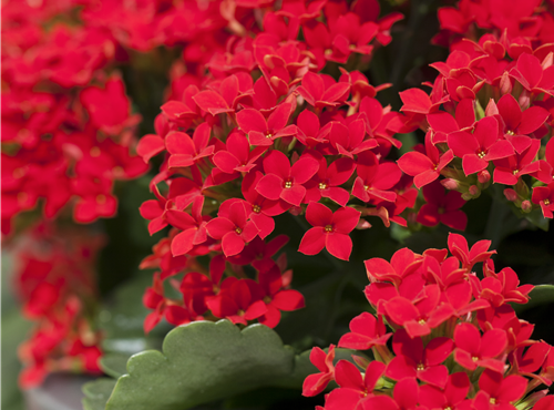 Kalanchoe blossfeldiana Kalanchoe blossfeldiana