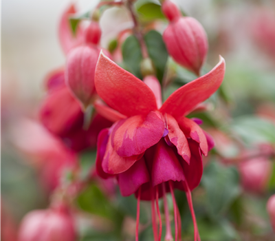 Fuchsia 'Jollies'® Fuchsia 'Jollies'®