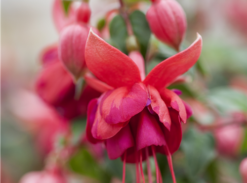 Fuchsia 'Jollies'® Fuchsia 'Jollies'®