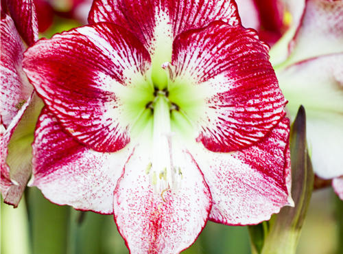 Hippeastrum Hippeastrum