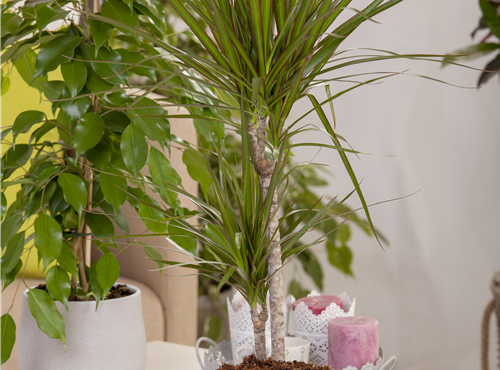 Dracaena marginata Dracaena marginata