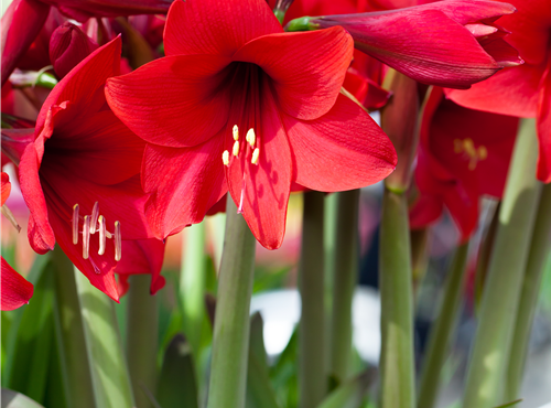 Hippeastrum 'Kolibri' Hippeastrum 'Kolibri'