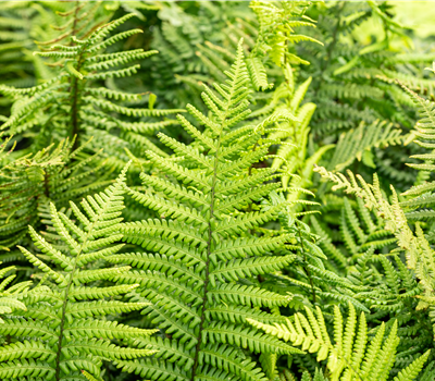 Dryopteris affinis