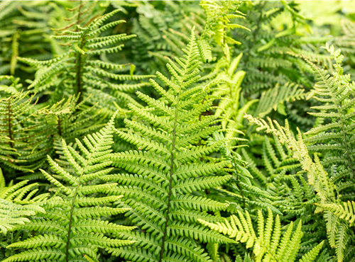 Dryopteris affinis Dryopteris affinis
