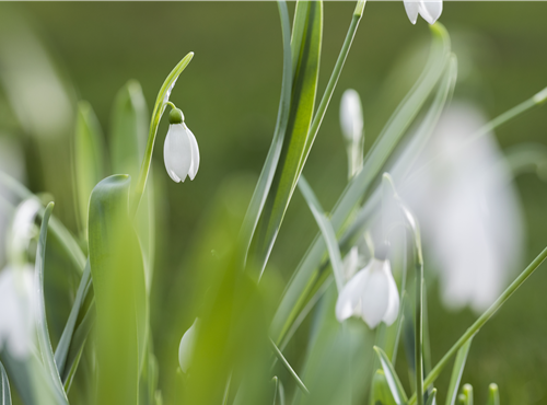 Galanthus nivalis