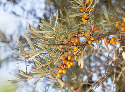 Hippophae rhamnoides Hippophae rhamnoides