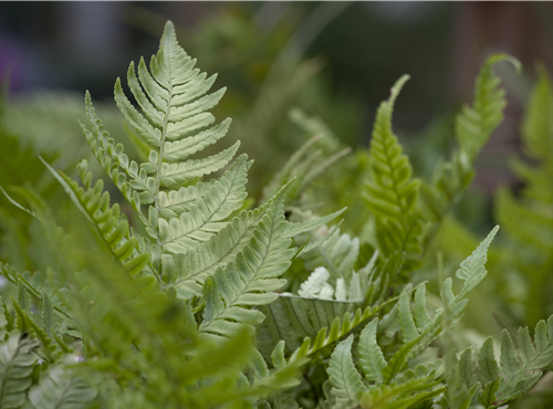 Dryopteris erythrosora Dryopteris erythrosora