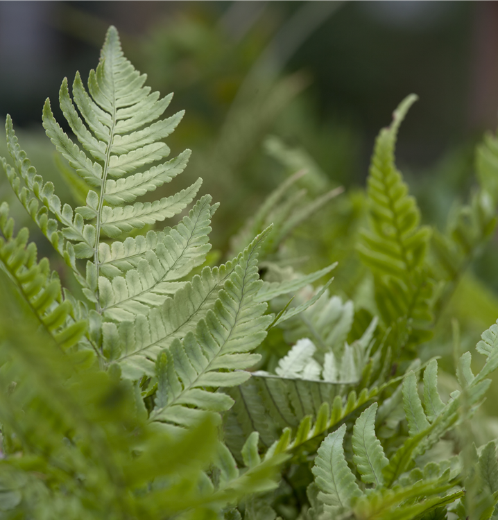 Rotschleierfarn Rotschleierfarn