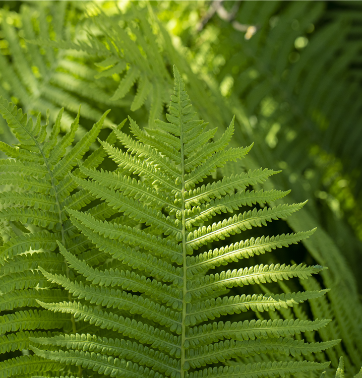Rotschleierfarn Rotschleierfarn