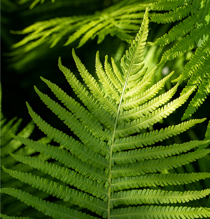 Rotschleierfarn Rotschleierfarn