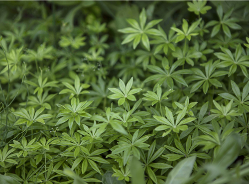 Galium odoratum Galium odoratum