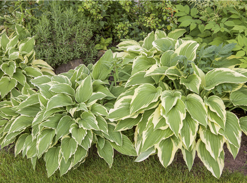 Hosta sieboldii Hosta sieboldii