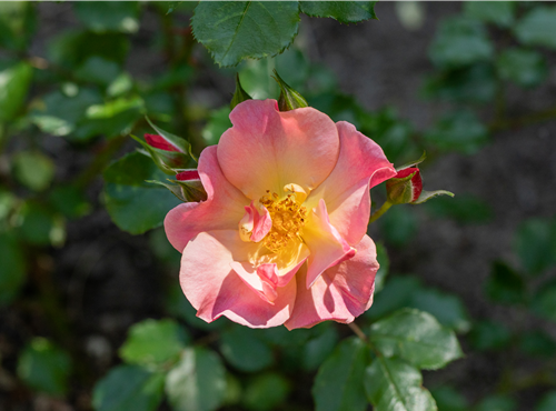 Kleinstrauchrose Kleinstrauchrose