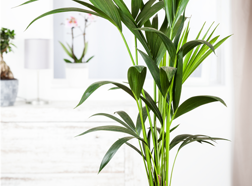 Howea forsteriana Howea forsteriana