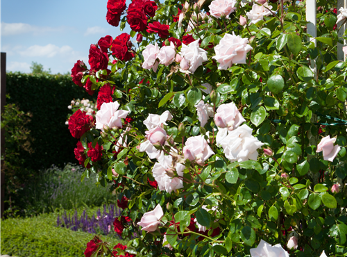 Kletterrose Kletterrose