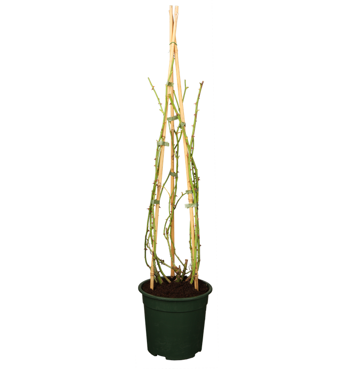 Kletterrose Kletterrose