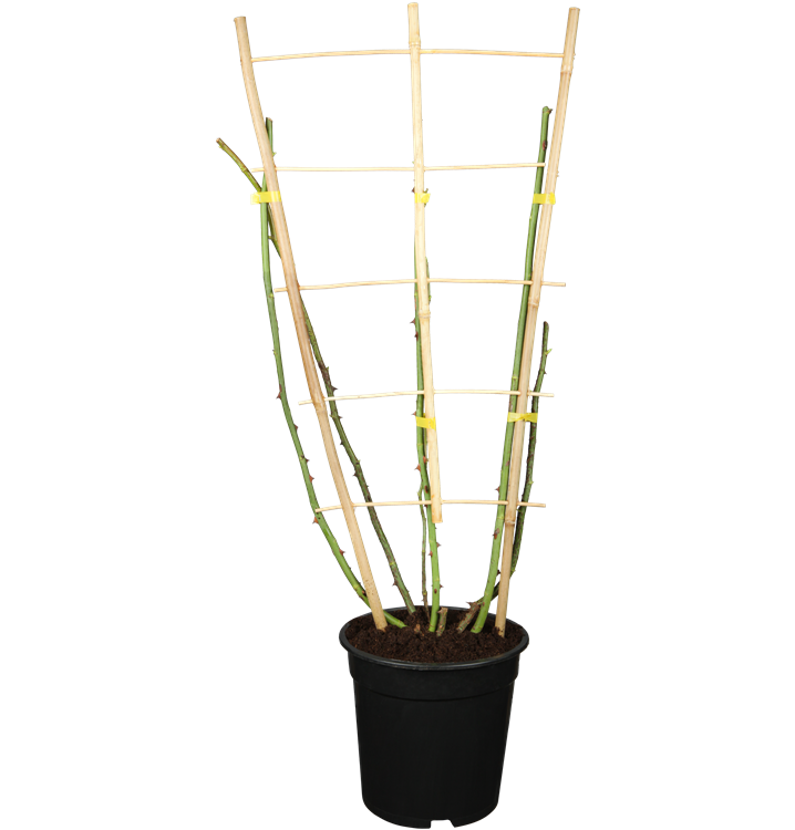 Kletterrose Kletterrose