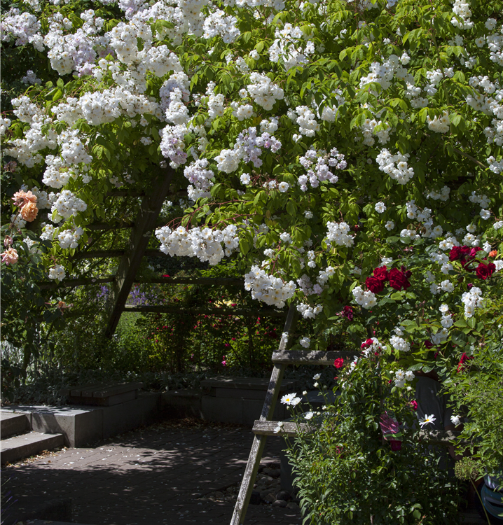 Kletterrose Kletterrose