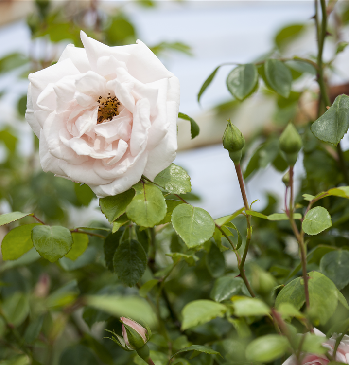 Kletterrose Kletterrose