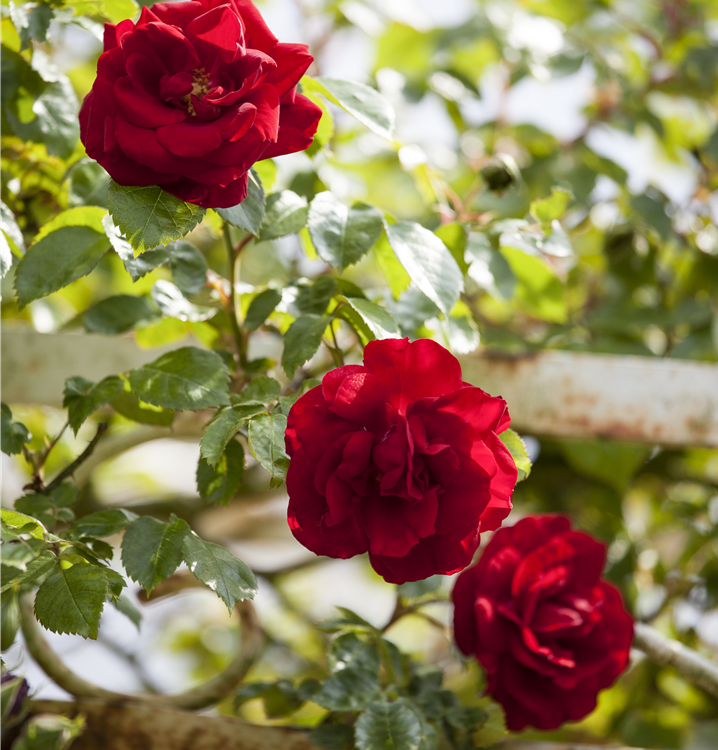 Kletterrose Kletterrose