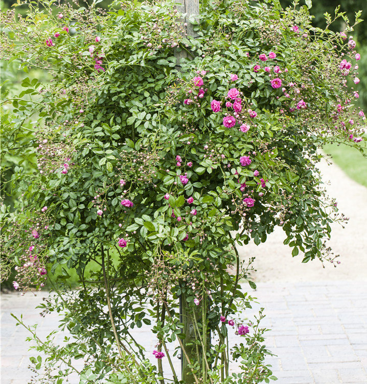 Kletterrose Kletterrose