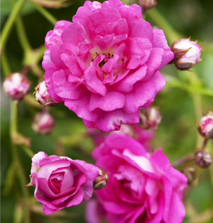 Kletterrose Kletterrose