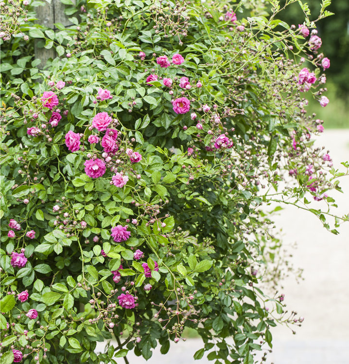 Kletterrose Kletterrose