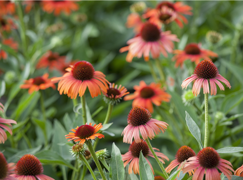 Echinacea purpurea Echinacea purpurea