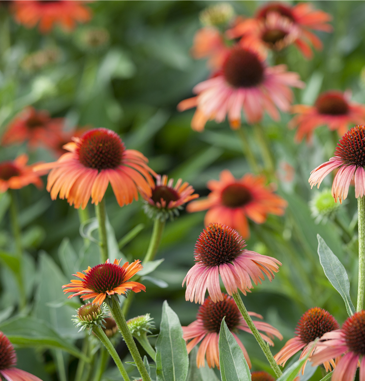 Purpursonnenhut Purpursonnenhut