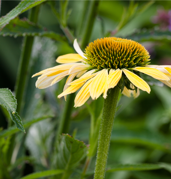 Purpursonnenhut Purpursonnenhut