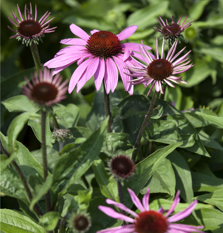 Purpursonnenhut Purpursonnenhut