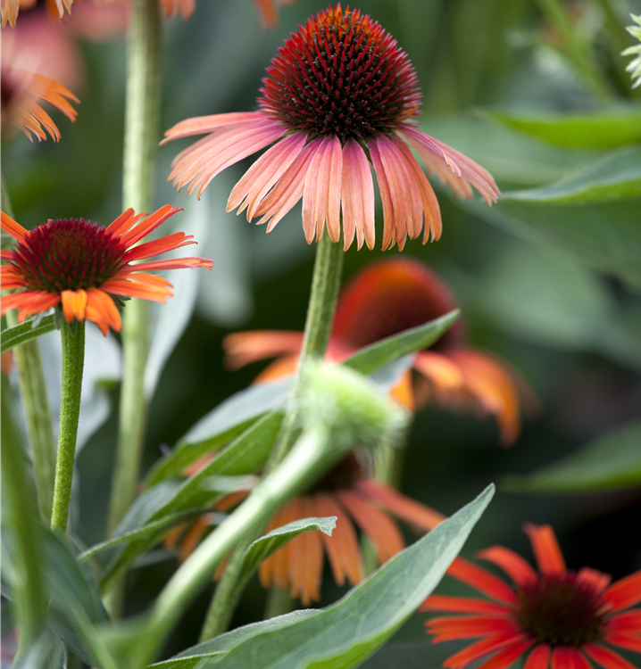 Purpursonnenhut Purpursonnenhut